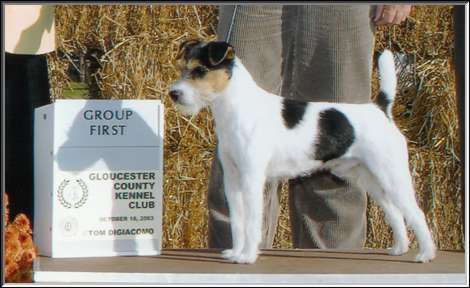 Foxwarren parson hot sale russell terriers