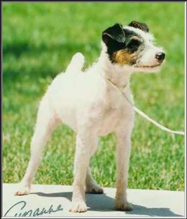 Foxwarren terriers best sale for sale